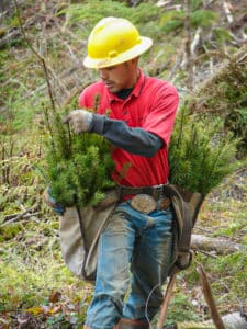 Tree Planting