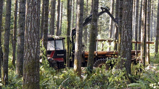 Maintaining a Healthy Forest